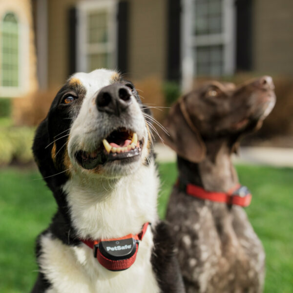 Stay & Play Wireless Fence for Stubborn Dogs