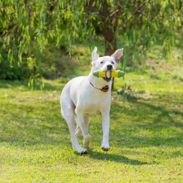 Stay & Play Wireless Fence for Stubborn Dogs